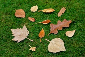 leaves grass